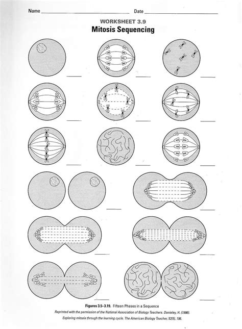 The Cell Cycle Coloring Worksheet Worksheets