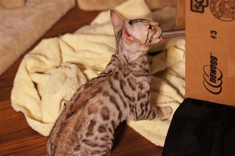 10 Surprising Facts About Savannah Cats The Dog People By