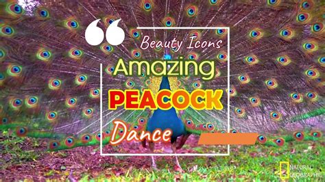 Most Beautiful Peacock Dance Amazing Peacock Natural Sound Natural