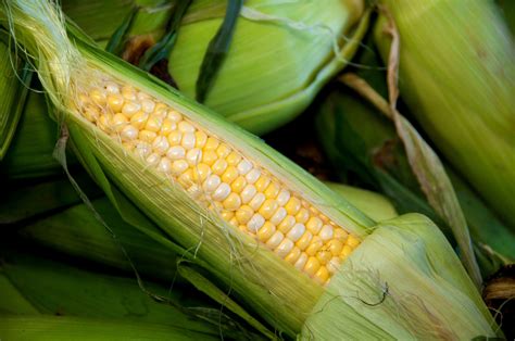 Which Varieties of Corn are Better for Canning? | The Canning Diva