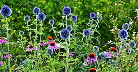 How To Grow Small Globe Thistle Gardeners Path