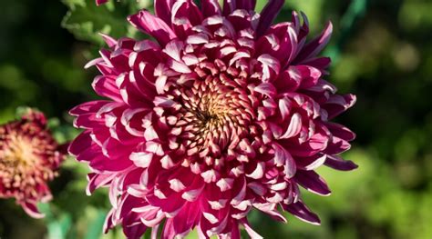 27 Hardy Mum Varieties for Your Fall Garden