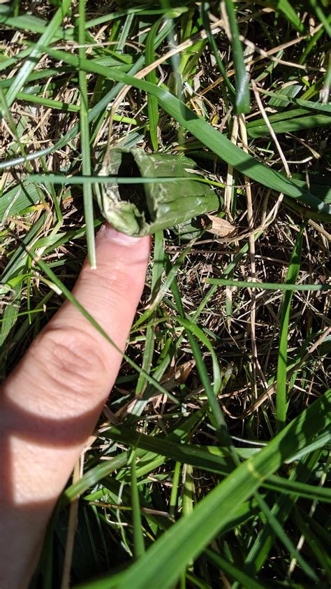 Green Tube In Grass R Whatisthisthing