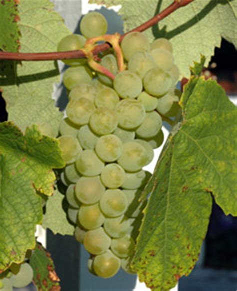 Sauvignon Blanc Grape Vines | Buy Wine Grape Vines | Willis Orchards