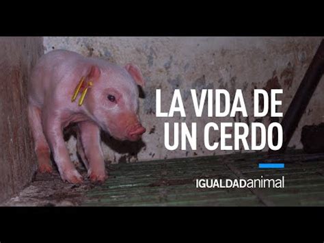 La Sorprendente Esperanza De Vida De Un Cerdo Descubre Cu Nto Tiempo