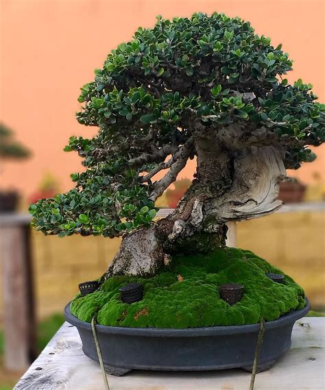 Img Wa Adictos Bonsai Flickr