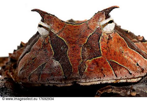 Portrait Of Amazonian Horned Frog On White Background Portrait Of