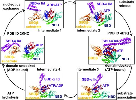 The Functional Cycle Of The Hsp70 Chaperones The Main Steps Of The Download Scientific Diagram