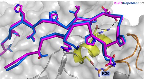 Mitosis study finds potential cancer target | Brown University