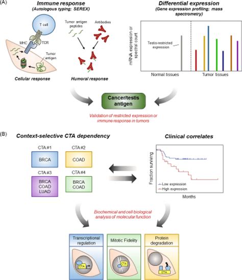 Figure 1 From Emerging Contributions Of Cancer Testis Antigens To