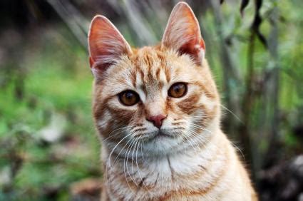 Fascinating Facts About Orange Tabby Cats Lovetoknow