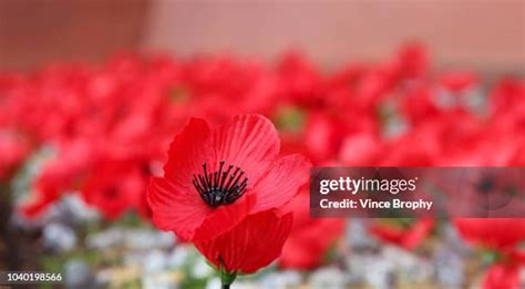 8,372 Poppy Remembrance Day Stock Photos, High-Res Pictures, and Images ...