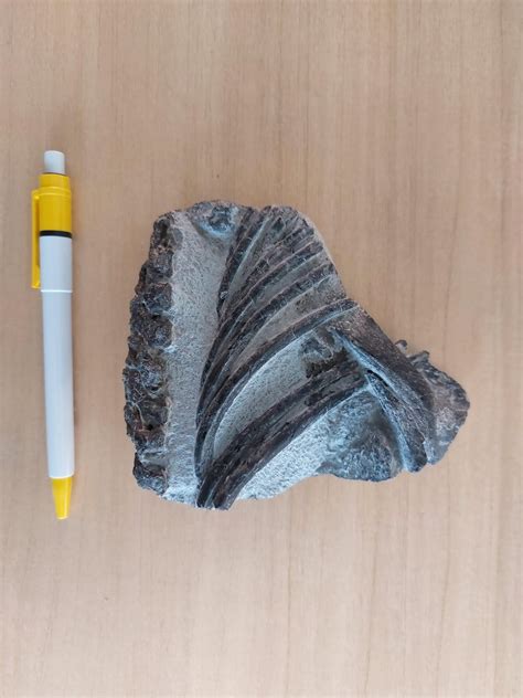 Found on the jurassic coast : r/fossilid