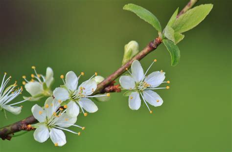 Bildet natur gren blomstre anlegg frukt blad blomst mat vår