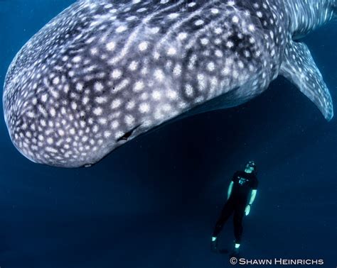 Whale Sharks – Isla Mujeres, Mexico 2012 | Blue Sphere Media