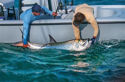 How To Catch Tarpon Sport Fishing Mag