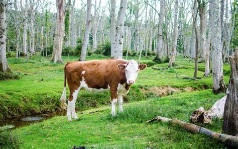 5 Fausses Croyances Sur Lalimentation Végétale Vegan Freestyle