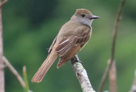 Great Crested Flycatcher Nh Audubon