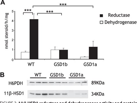 Figure 2 from 11β Hydroxysteroid Dehydrogenase Type 1 Regulation by