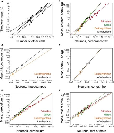 Cellular scaling rules for afrotherian brain structures. (A) Average