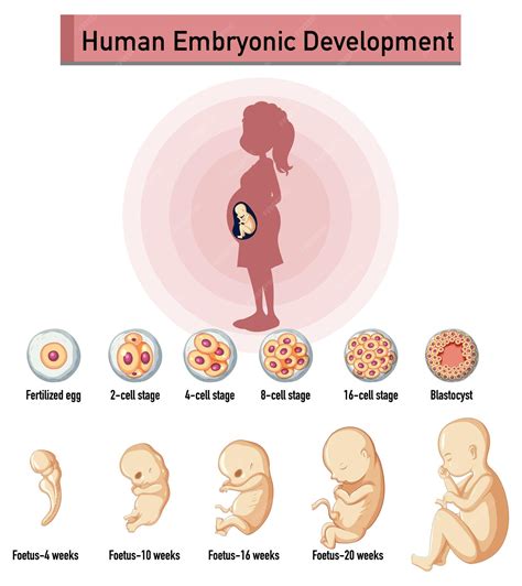 Desenvolvimento Embrionário Humano Em Infográfico Humano Vetor Grátis