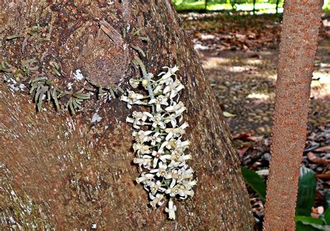 Flora Indonesia Kedoya Cempaga Atau Majegau Seide