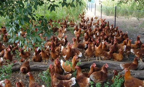 Concept Of Organic Poultry Production In India Pashudhan Praharee