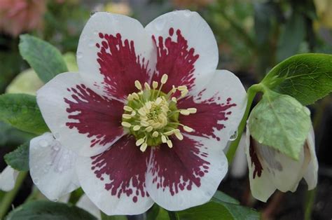 Helleborus x hybridus Helleborus Winter Jewels® Painted from Plantworks ...