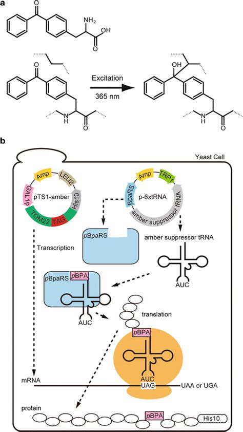 Analyses Of ProteinProtein Interactions By In Vivo Photocrosslinking