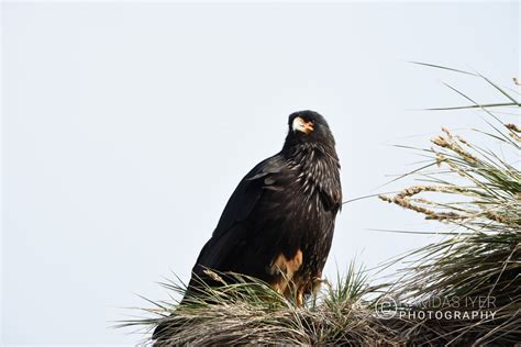 Falkland Islands Wildlife – Ramdas Iyer Photography