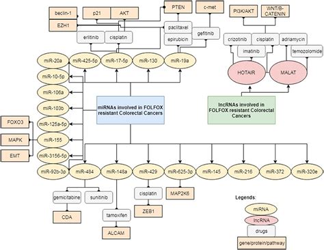 Frontiers Mirnas And Lncrnas As Predictive Biomarkers Of Response To