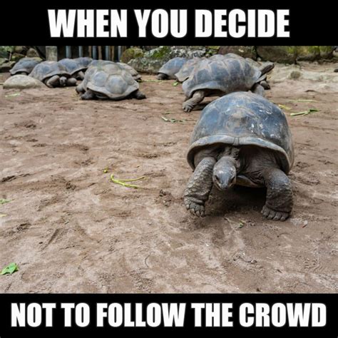 17 Cute Turtle Memes To Make You Smile or LOL