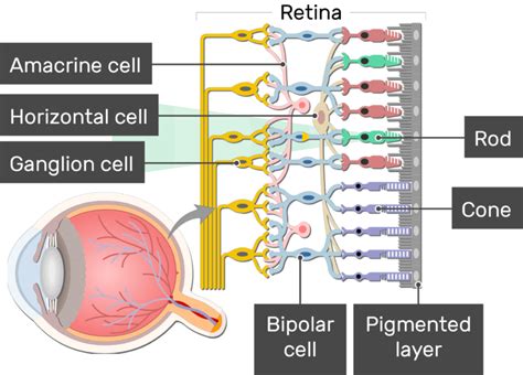 Retina Anatomy And Physiology Getbodysmart