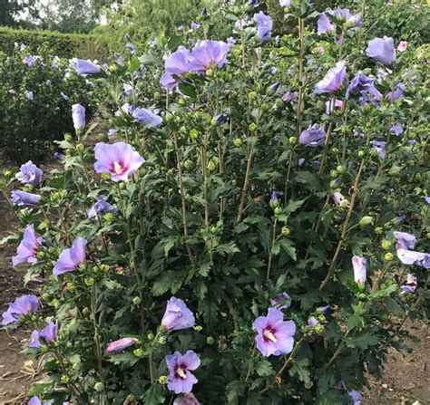 Kostenloser Versand Hibiskus Eibisch Oiseau Bleu Lubera De