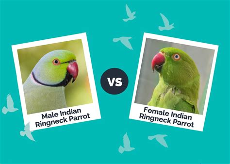 Male Vs Female Indian Ringneck Parrot The Differences With Pictures Hepper