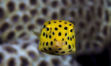 boxfish fish facts ostracion cubicus   animals