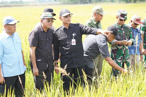 Kementan Upayakan Kenaikan Indeks Pertanaman Di Banyuasin