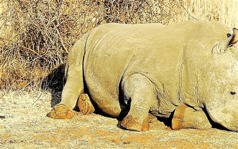 Le braconnage des rhinocéros recule en Afrique Le Télégramme