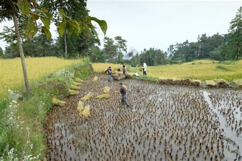 Amazing Fields of Rice in Northern China Editorial Stock Photo - Image ...