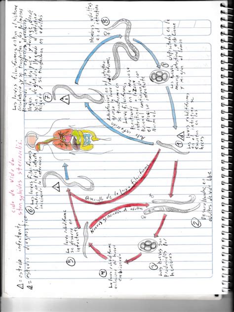 Ciclo De Vida De Strongyloides Stercoralis Pdf