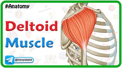 Deltoid Muscle Anatomy Origin Insertion Nerve Supply And Actions Youtube