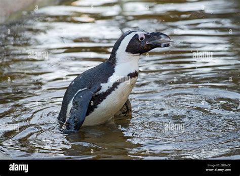 Penguin fish eat hi-res stock photography and images - Alamy