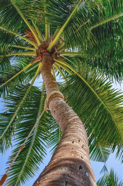 Tropical Tree With Sharp Spikes Stock Photo Image Of Color Gray