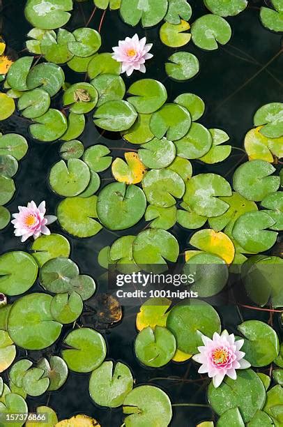 4838 Petal Floating On Water Stock Photos High Res Pictures And