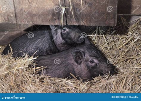 Vietnamese Pot Bellied Pigs Stock Image Image Of Agriculture