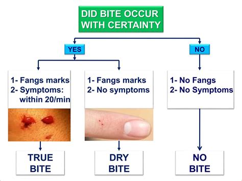 "Venomous Encounters: Understanding the Physiology, Treatment, and