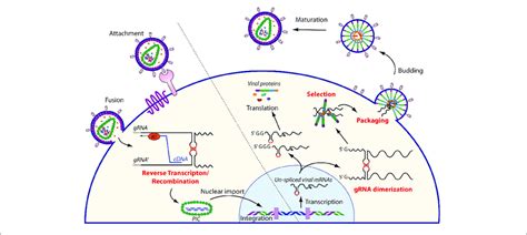 Schematic Overview Of The Role Of Rna Dimerization In The Retroviral