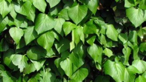 9 Different Types Of Ivy Plants With Images