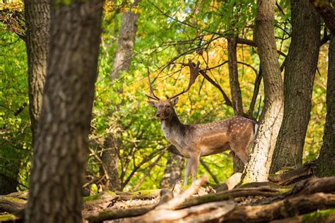 Premium Photo Fallow Deer Buck In The Forest