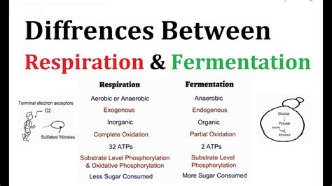 Respiration Vs Fermentation Venn Diagram Photosynthesis And